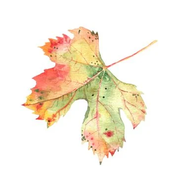 Autumn grape vine leaf isolated on white background. Botanical watercolor Stock Illustration