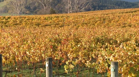 Autumn grape vines Stock-Footage 5503582