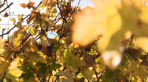 Autumn grape vines rack focus Stock Footage 5503664