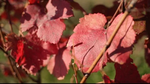 Autumn grapes leafs 库存影片 890721