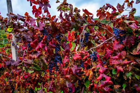 Autumn grapes one Stock Photos