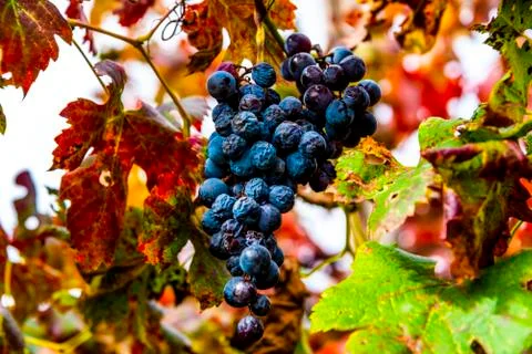 Autumn grapes Stock Photos