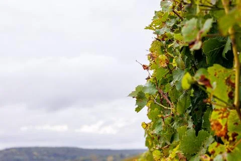 Autumn grapevine foliage with selective focus and generous copy space Stock Photos