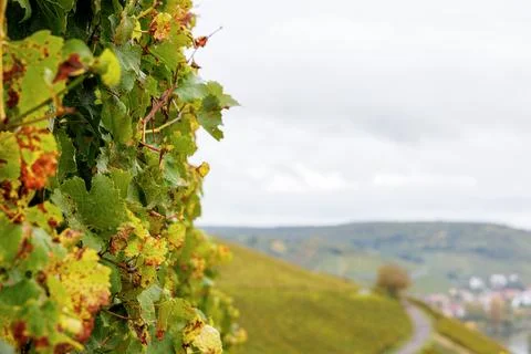 Autumn grapevine foliage with selective focus and generous copy space Фото