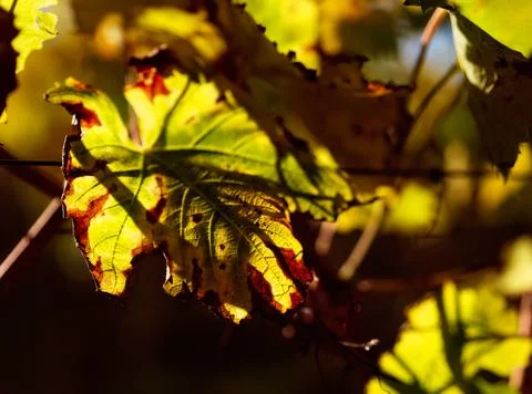 Autumn Grapevine Stock Photos