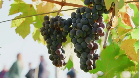 Autumn grapevine in Vineyards Dark skinned grapes for red wine Sunlight Magical Stockbeeldmateriaal 163292553