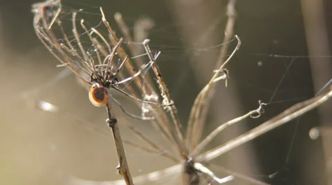 Autumn Gras With Spiderweb and Insect Stock Footage 31899646