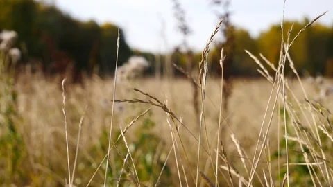 Autumn grass and forest rack focus shot Stock Footage 96744622