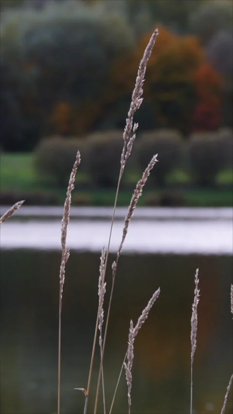Autumn Grass And Trees Reflected In The Lake. Vertical.   Stock-Footage 283991610