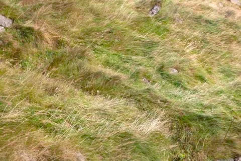 Autumn grass background Stock Photos