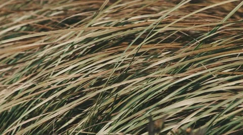 Autumn grass. Blowing wind. Stock-Footage 42753837