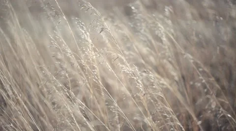 Autumn grass blowing In the wind Vídeo Stock 43112758