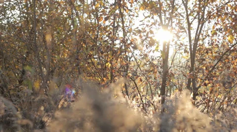 Autumn Grass With Blurred Background 10 (Slow Pan) Stock Footage 31900983