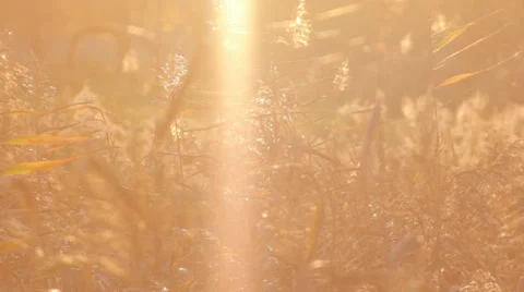 Autumn Grass With Blurred Background 11 (Slow Pan) Video stock 31899840