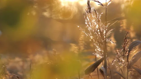 Autumn Grass With Blurred Background 12 Stock Footage 31899135