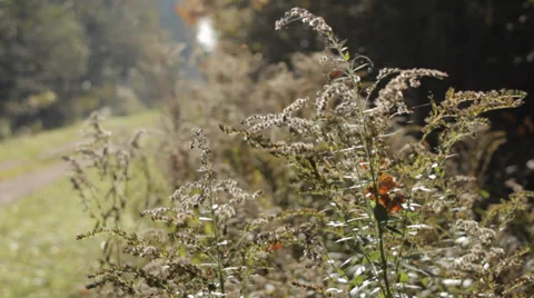 Autumn Grass With Blurred Background 2 Video stock 31900103