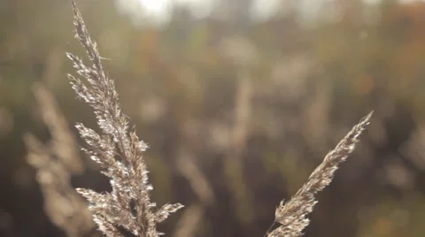 Autumn Grass With Blurred Background 3 Stock Footage 31899030