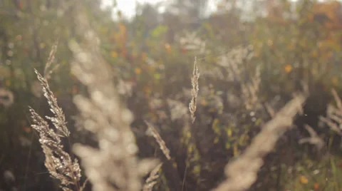 Autumn Grass With Blurred Background 4 Stock Footage 31898457