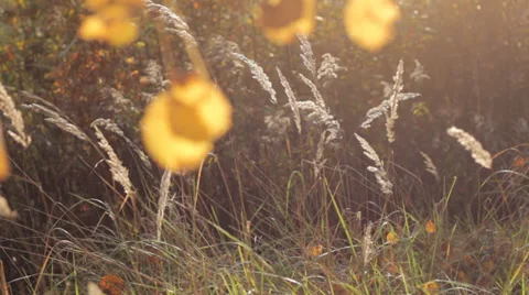 Autumn Grass With Blurred Background 5 (Slow Pan) Video stock 31900080