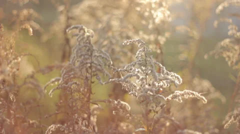 Autumn Grass With Blurred Background 7 Stock Footage 31900203