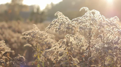 Autumn Grass With Blurred Background 8 (Slow Pan) Stock Footage 31900561