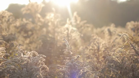 Autumn Grass With Blurred Background 9 (Slow Pan) Stock Footage 31898891