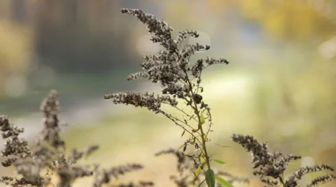 Autumn Grass With Blurred Background Stock Footage 31898271