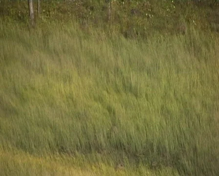 Autumn grass in the breeze Stock Footage 531827