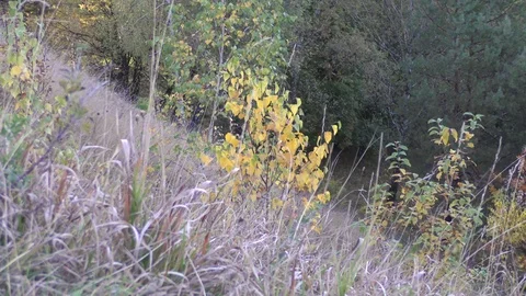 Autumn grass in day light Stock Footage 120609565