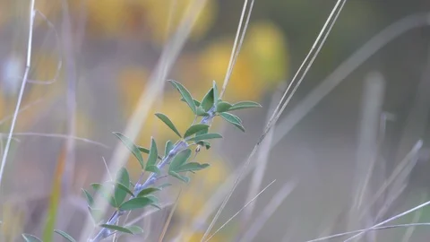 Autumn grass in day light Stock Footage 120609985