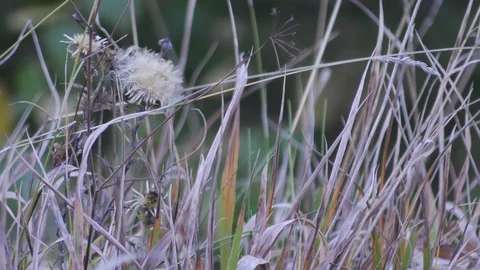 Autumn grass in day light Stock Footage 120610653