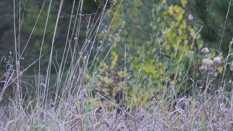 Autumn grass in day light Stock Footage 120610719