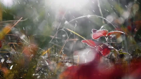 Autumn grass during the rain on the forest meadow at sunset. Stock Footage 161320538