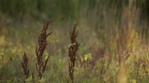 Autumn grass field Stock Footage 48922788