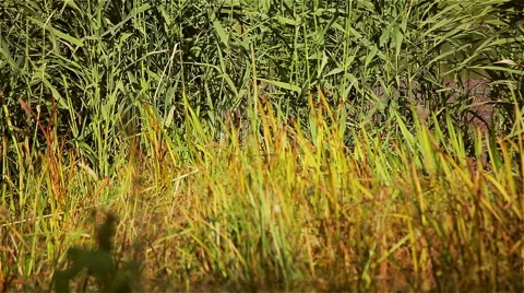 Autumn grass field Stock-Footage 48923309