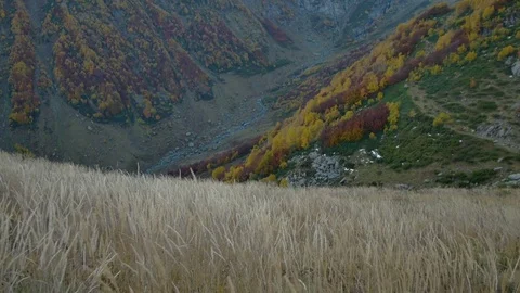 Autumn grass field in the mountains Stock Footage 70695660
