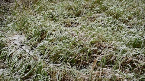 Autumn grass, first snow Stock Footage 118907807