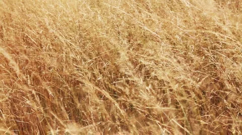 Autumn grass Video stock 1056938