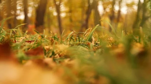 Autumn grass Stock Footage 8833647