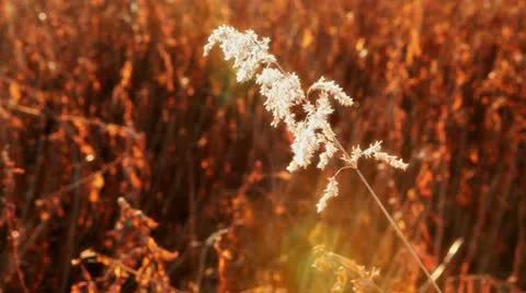 Autumn Grass Stock Footage 12513667