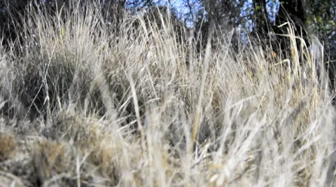 Autumn Grass Stock Footage 35519321