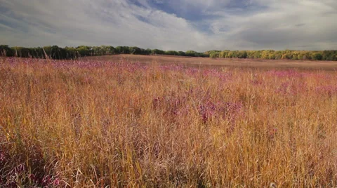 Autumn grass Stock Footage 35654598