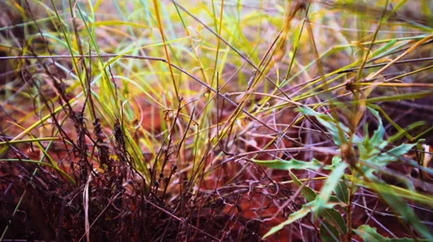 Autumn grass Vidéo 45866324
