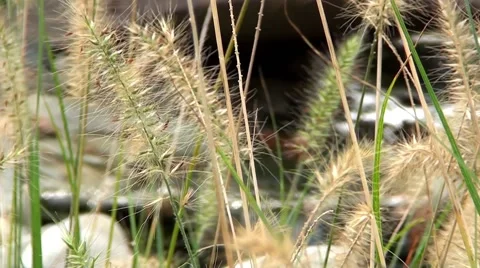 Autumn Grass Stock Footage 57977270