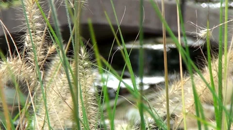 Autumn Grass Stock Footage 57977290