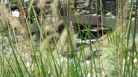 Autumn Grass Stock Footage 57977305