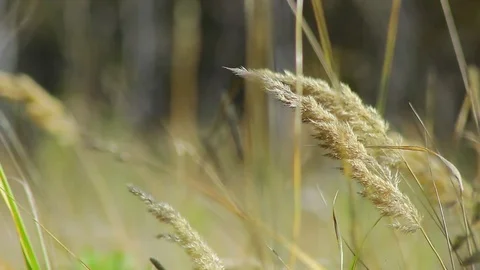 Autumn grass 스톡 동영상 80109658