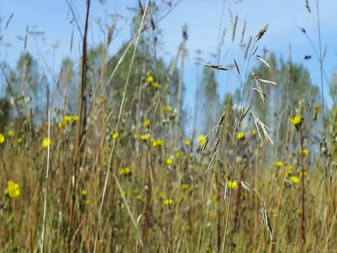 Autumn Grass 스톡 동영상 80109828