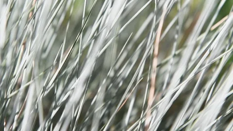 Autumn grass on the forest meadow Stock Footage 139106752