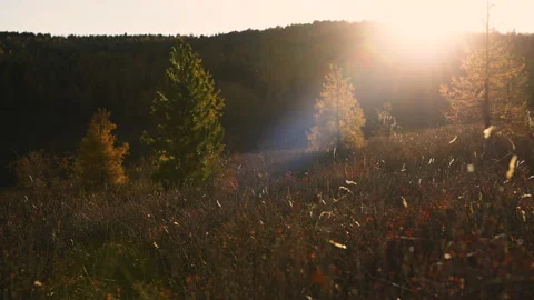 Autumn grass on the forest meadow at sunset. Stock Footage 141978764